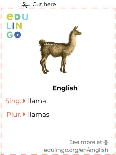 llama pronunciation|llama in english.